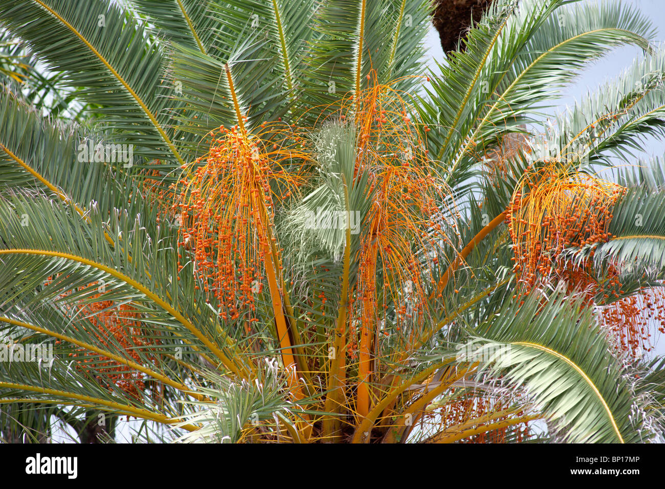 Canary island date palm Stock Photo Alamy