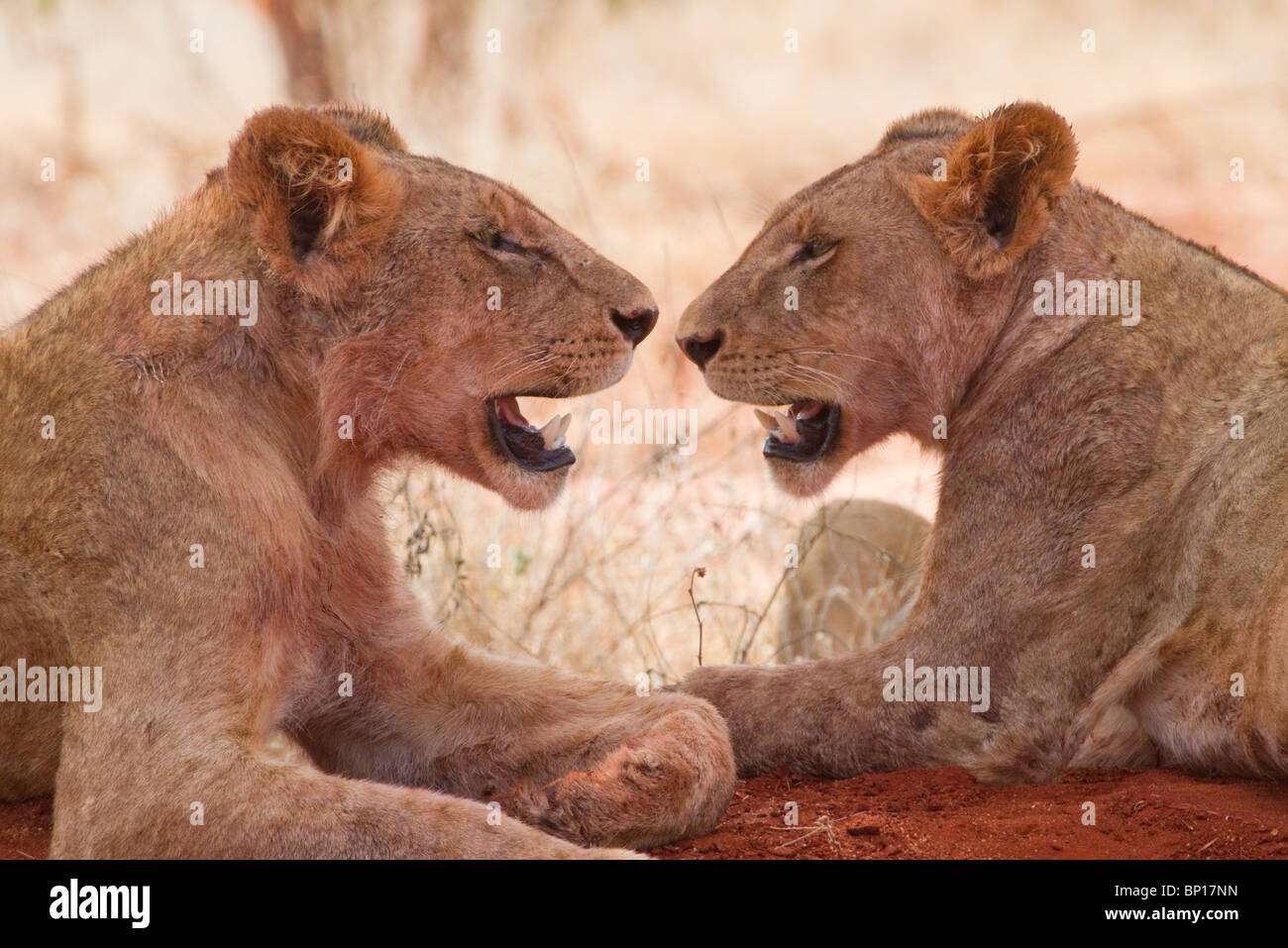 Two  African lionesses  (Panthera Leo) relaxing in a shade during a hot sunny day in savanna, Tsavo East National park, Kenya. Stock Photo