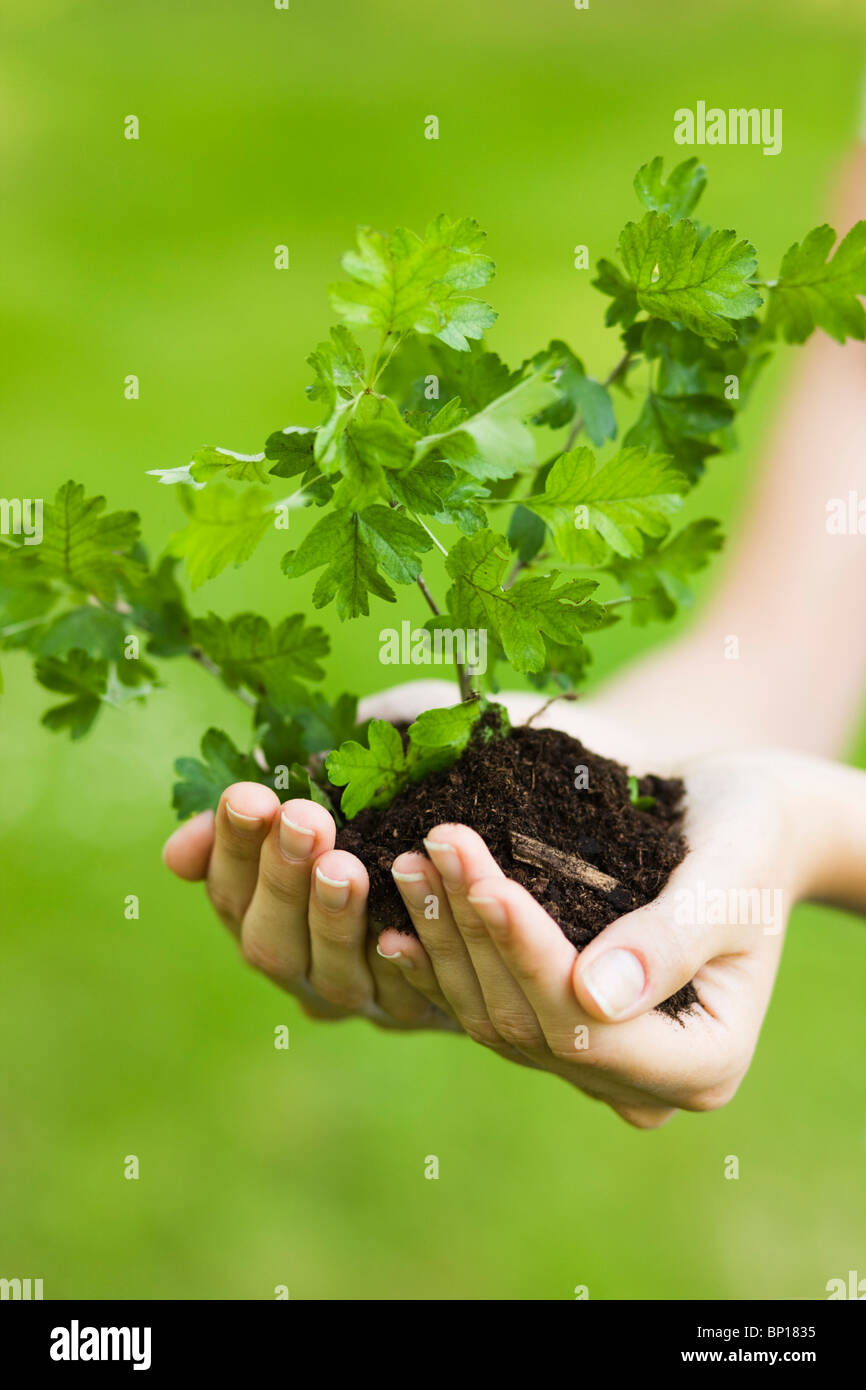 Woman's hands holding a young plant in soil Stock Photo - Alamy