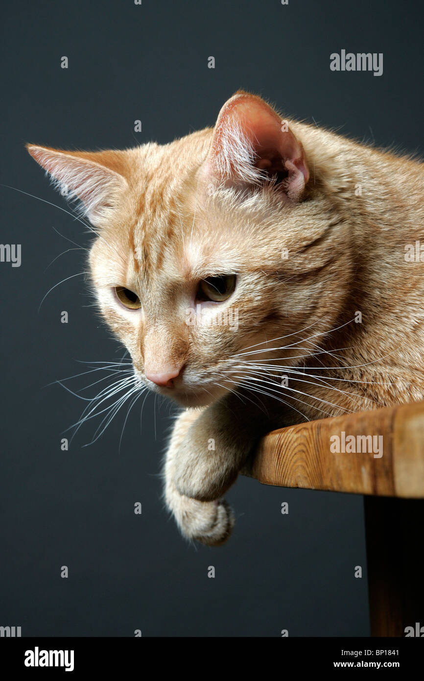 Portrait of a cat Stock Photo - Alamy