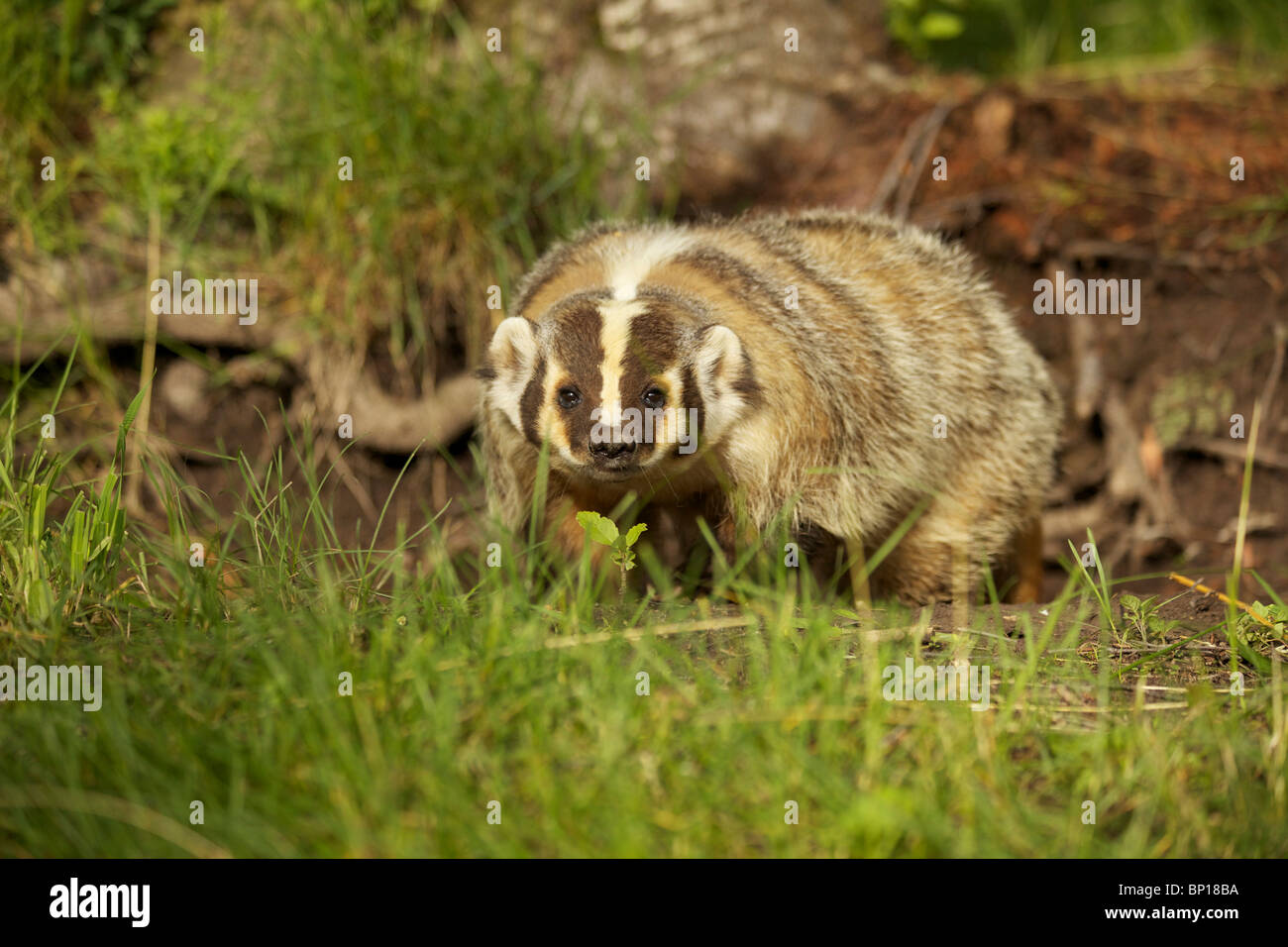 Who are you? Stock Photo