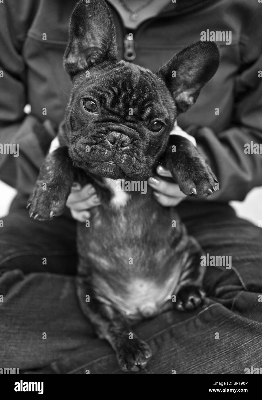 French Bulldog Puppy Stock Photo