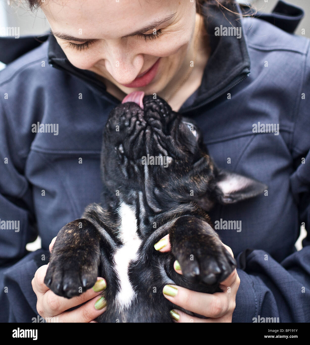 French Bulldog Puppy licking it's owners face Stock Photo