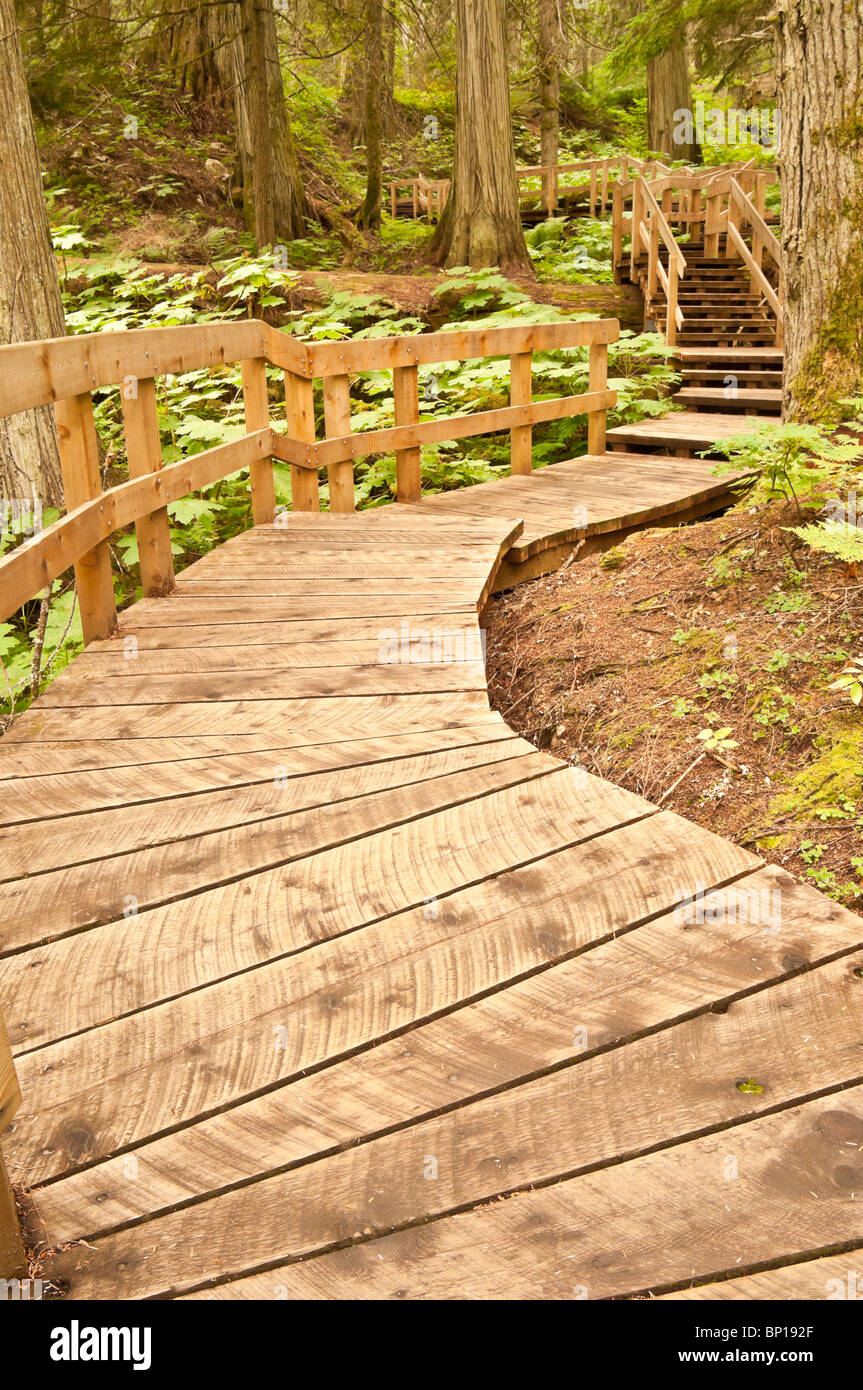 Giant Cedars Boardwalk Trail, Mount Revelstoke National Park, British Columbia, Canada Stock Photo