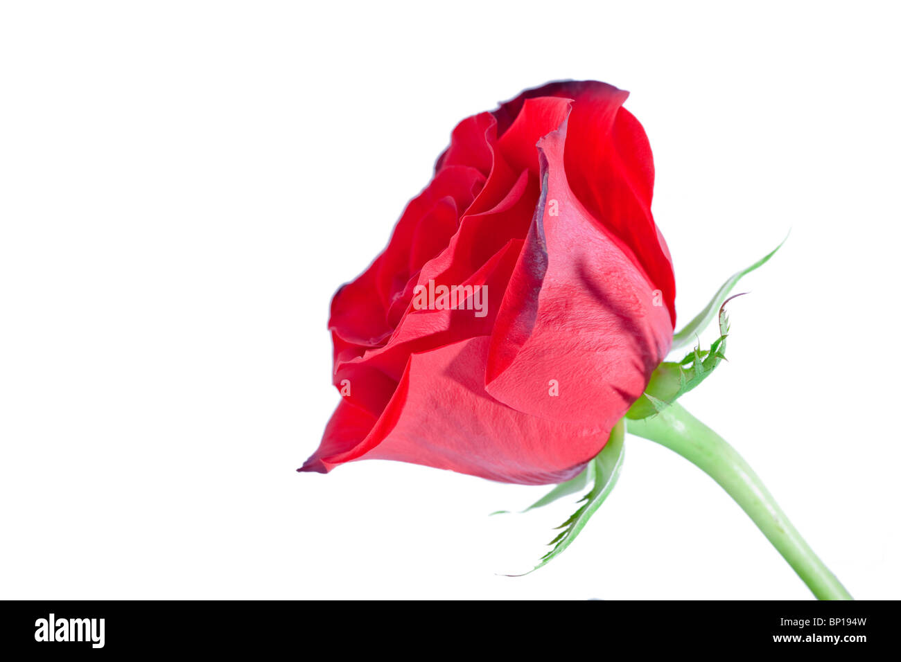 Close up of clean bright red rose on white background Stock Photo - Alamy