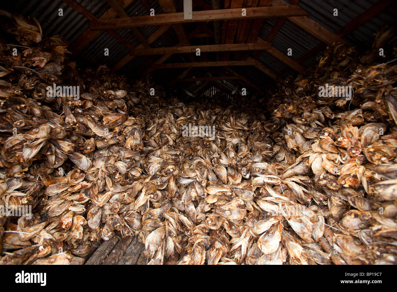 Drying cod fish lofoten islands hires stock photography and images Alamy