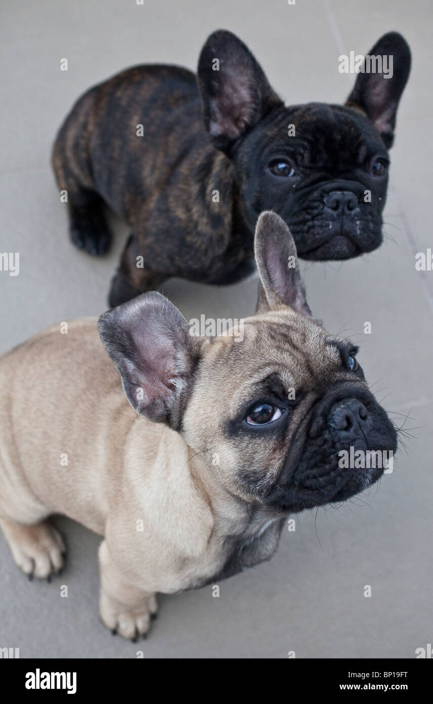 French Bulldog Puppies Stock Photo