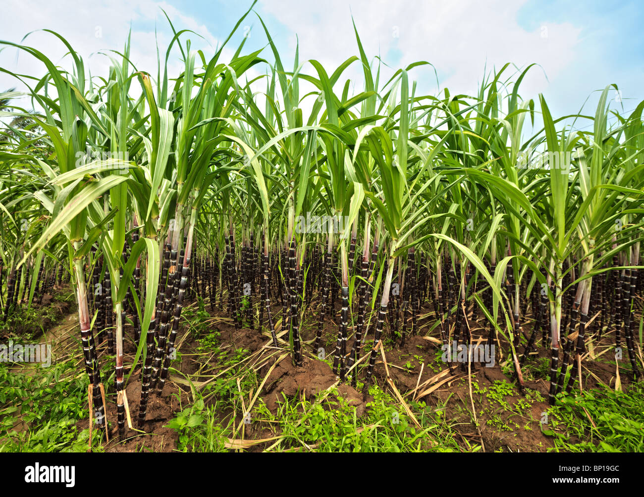 Sugar cane plantation hires stock photography and images Alamy