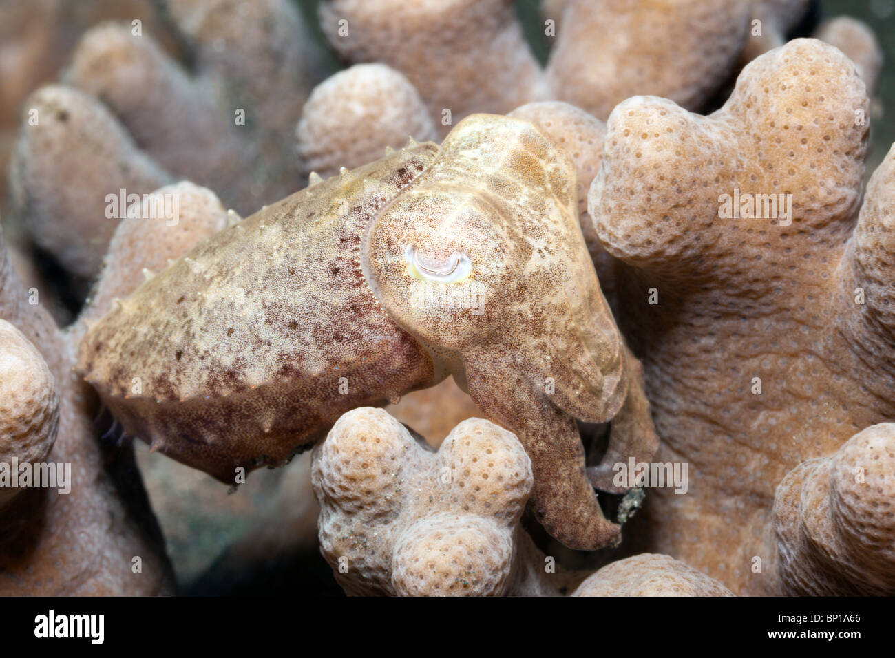 Small Cuttlefish camouflaged between Corals, Sepia sp., Lembeh Strait, Sulawesi, Indonesia Stock Photo