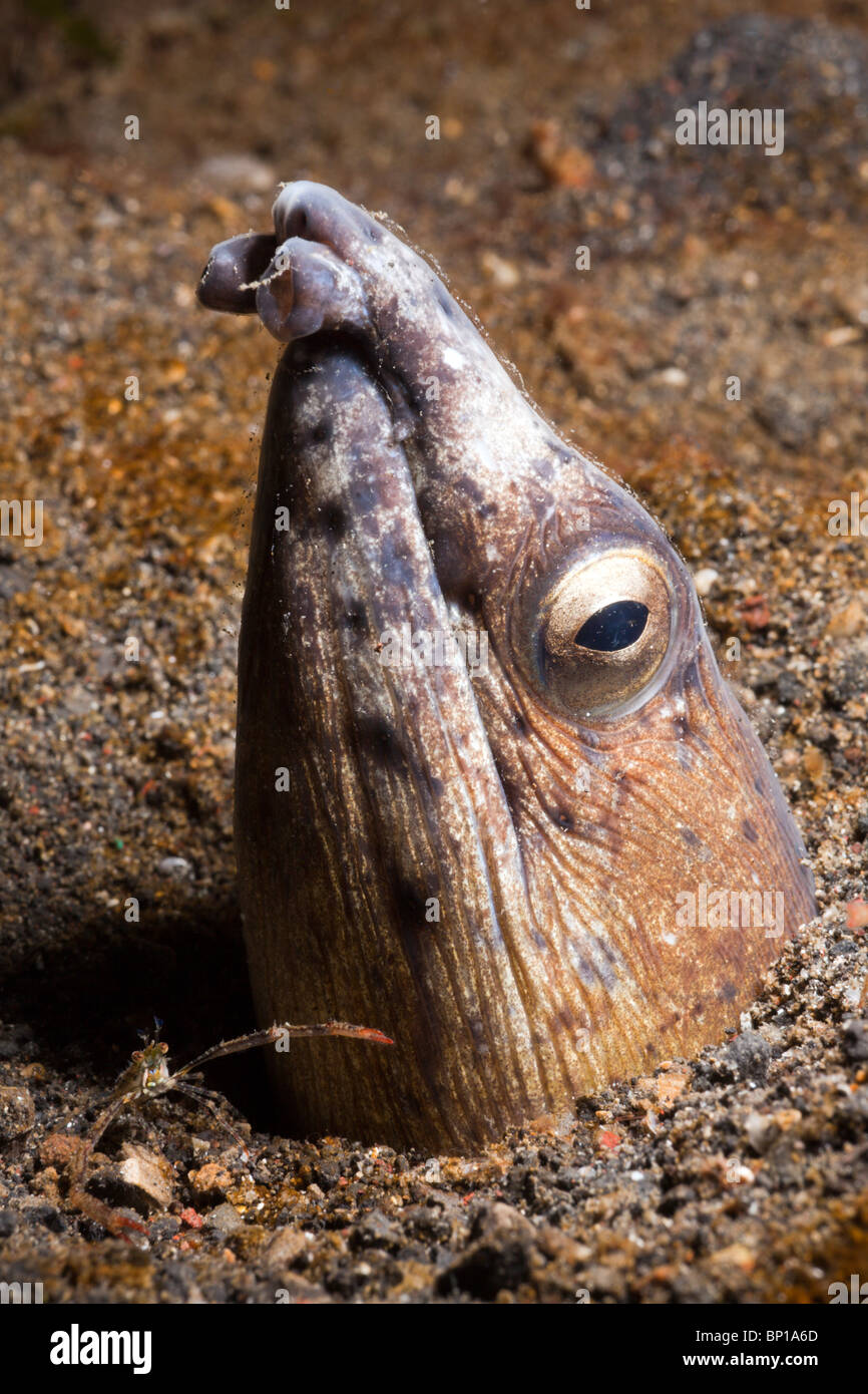 Black-finned Snake Eel, Ophichthus melanochir, Lembeh Strait, Sulawesi, Indonesia Stock Photo