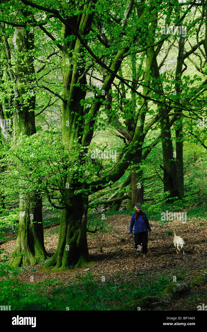 Lady and dog walking in beechwood on Lewesdon Hill, Dorset, UK May 2010 Stock Photo