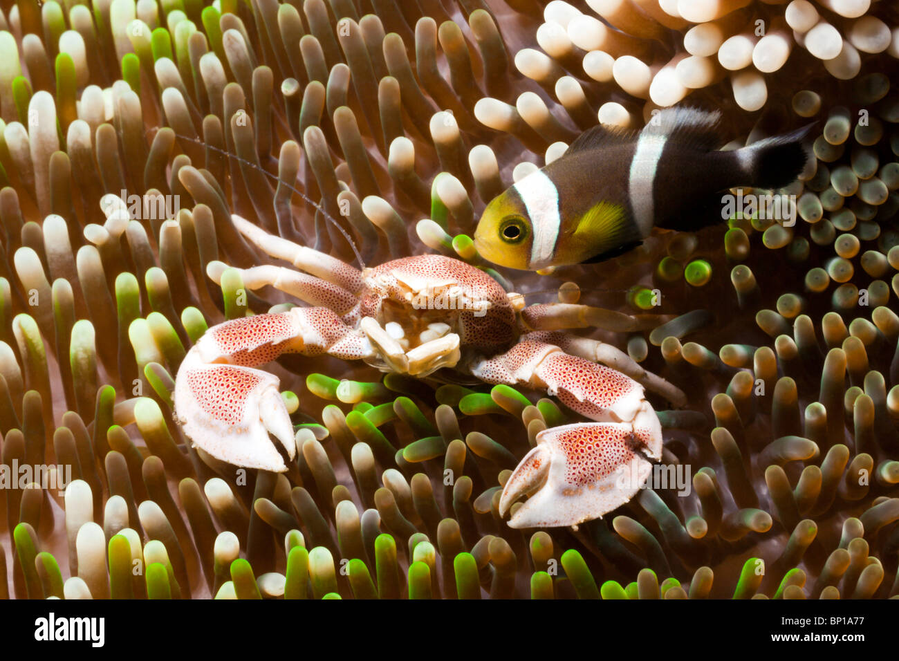 Porcelain Crab and Clarks Anemonefish, Neopetrolisthes maculatus, Lembeh Strait, Sulawesi, Indonesia Stock Photo