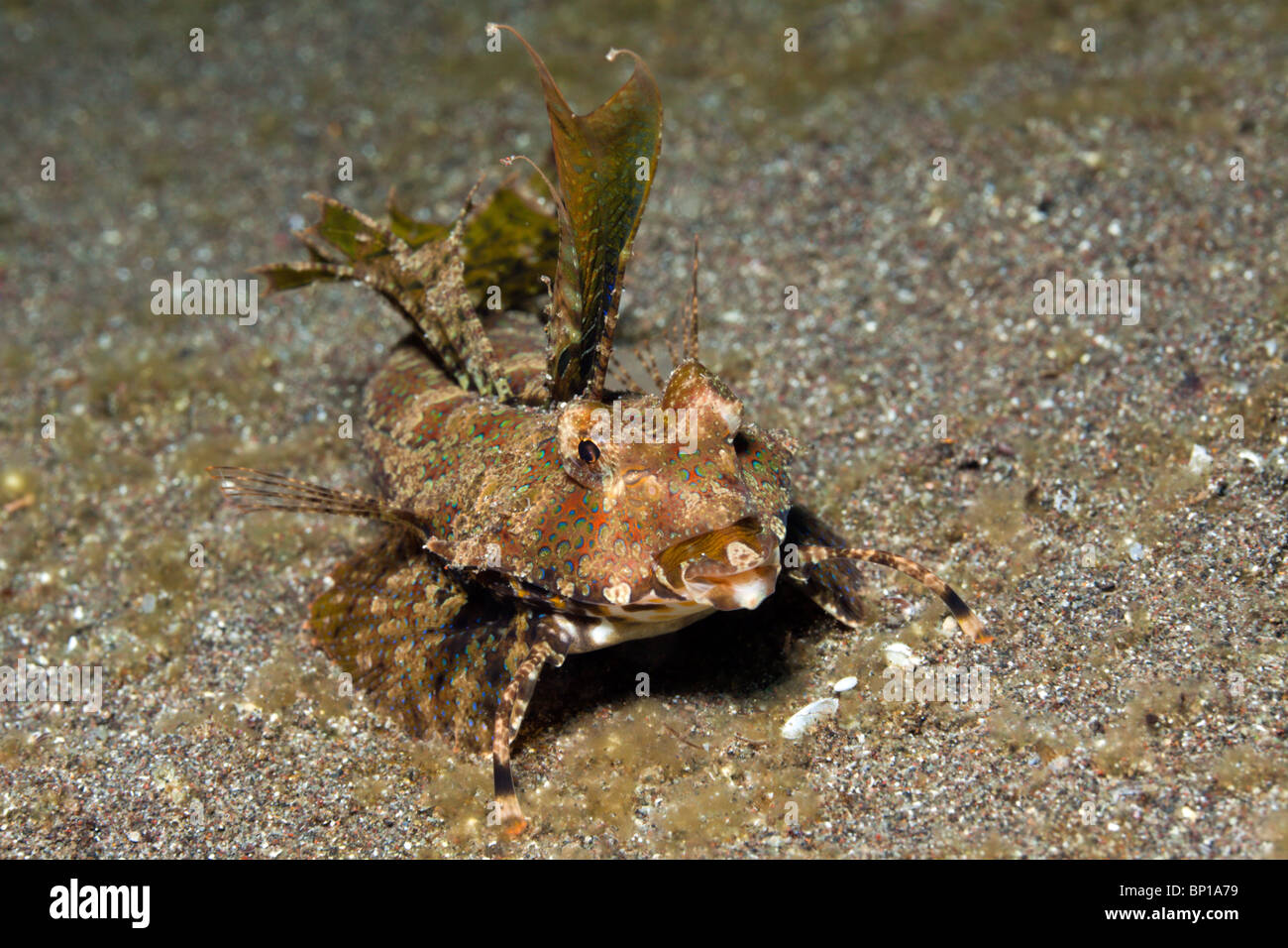 Fingered Dragonet, Dactylopus dactylopus, Lembeh Strait, Sulawesi, Indonesia Stock Photo