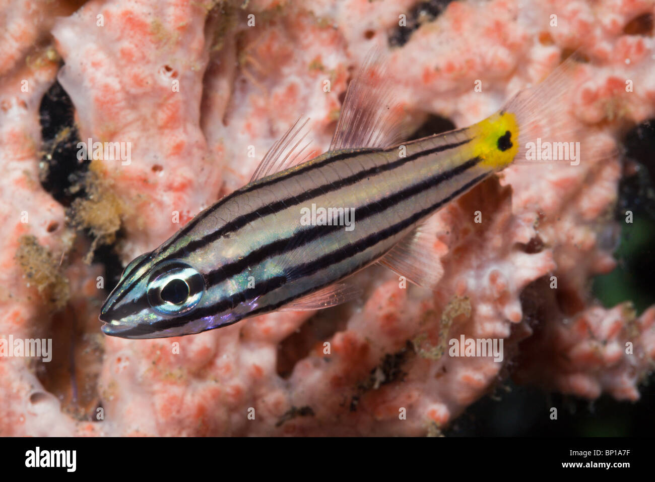 Five-lined Cardinalfish, Cheilodipterus quinquelineatus, Lembeh Strait, Sulawesi, Indonesia Stock Photo