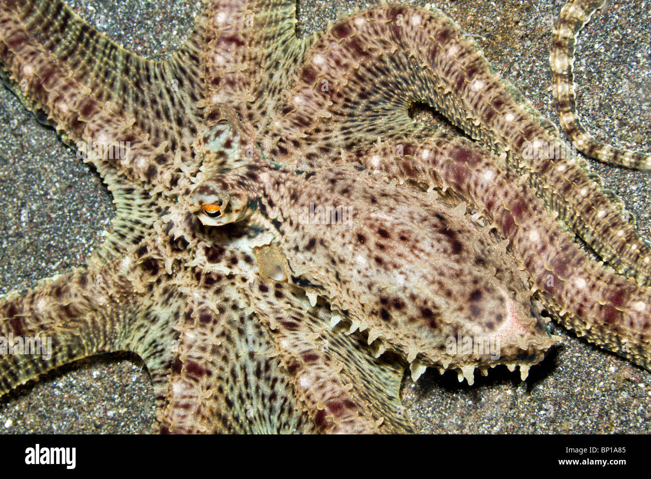 Mimic Octopus, Thaumoctopus mimicus, Lembeh Strait, Sulawesi, Indonesia Stock Photo