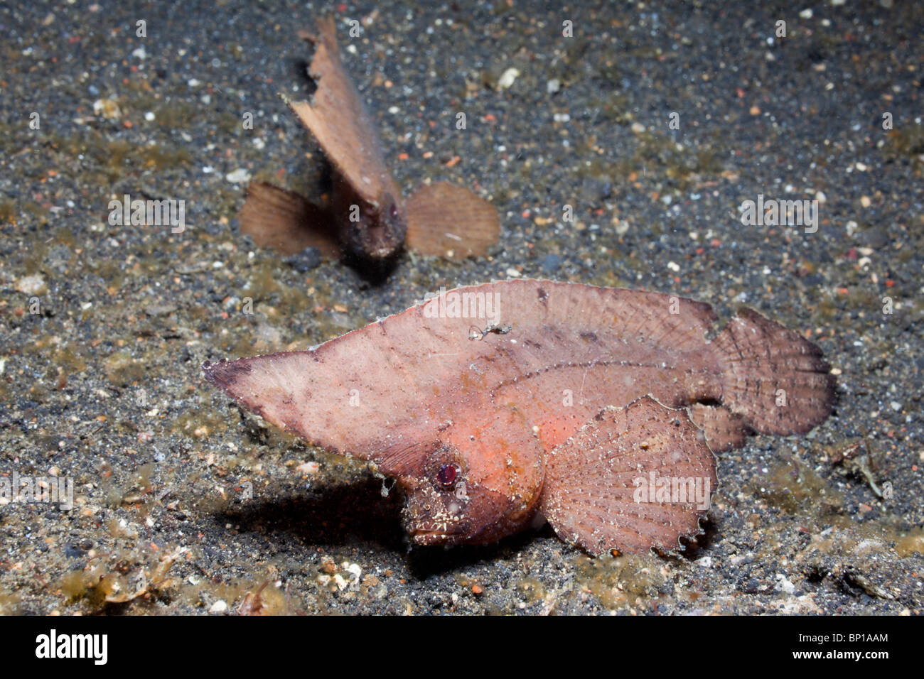 Cockatoo Waspfish, Ablabys taenianotus, Lembeh Strait, Sulawesi, Indonesia Stock Photo