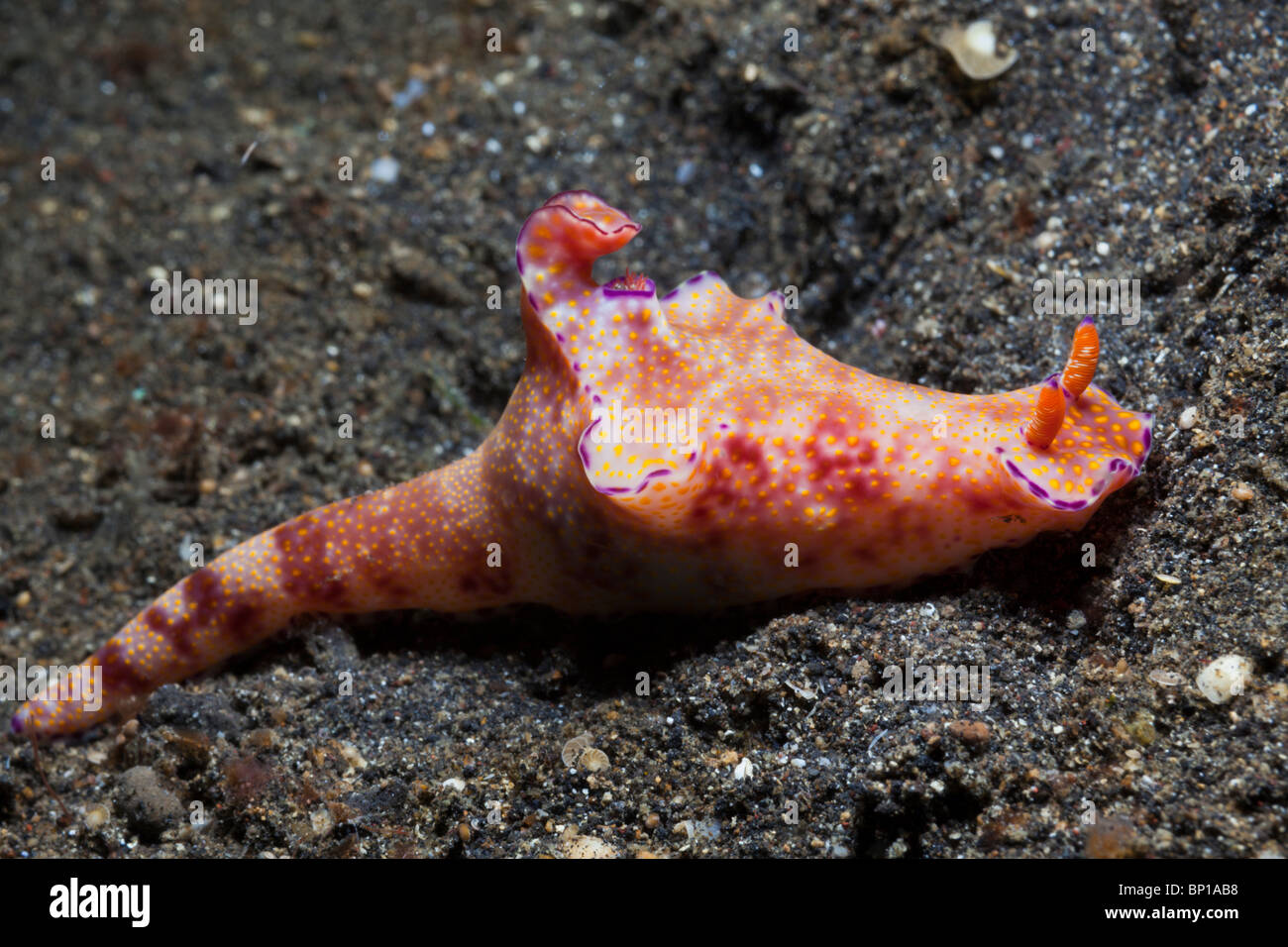 Red T-Bar Nudibranch, Ceratosoma tenue, Lembeh Strait, Sulawesi, Indonesia Stock Photo