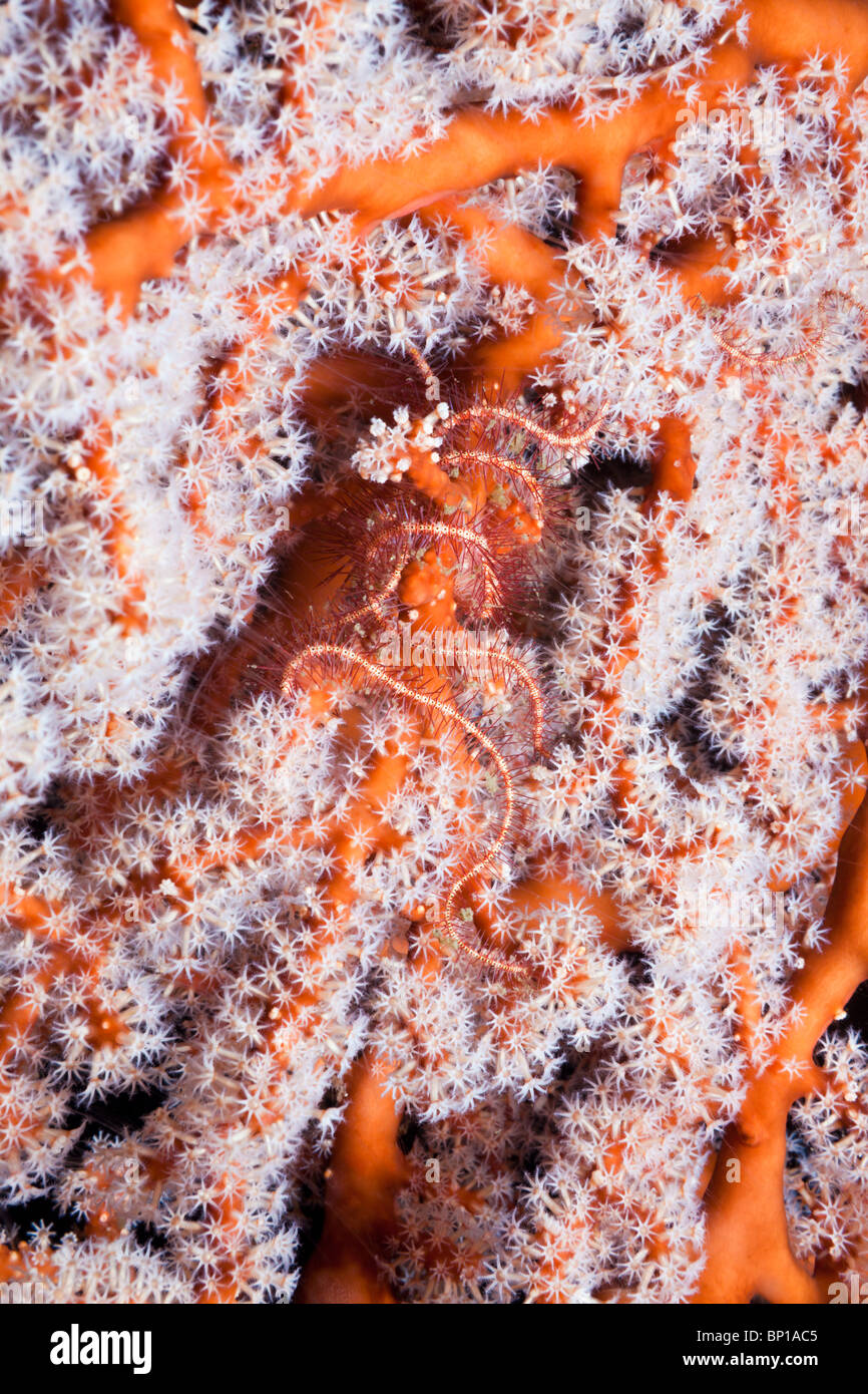 Brittle Star in Seafan, Ophiotrix sp., Lembeh Strait, Sulawesi, Indonesia Stock Photo