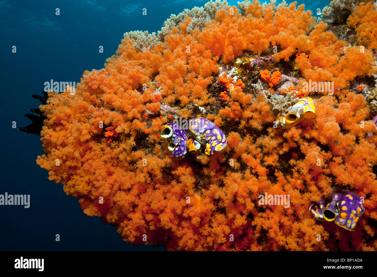 Orange Soft Coral at Coral Reef, Scleronephthya sp., Raja Ampat, Indonesia Stock Photo