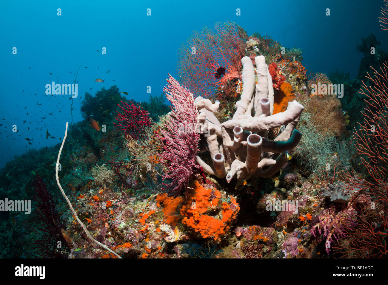 Colorful Coral Reef, Raja Ampat, Indonesia Stock Photo