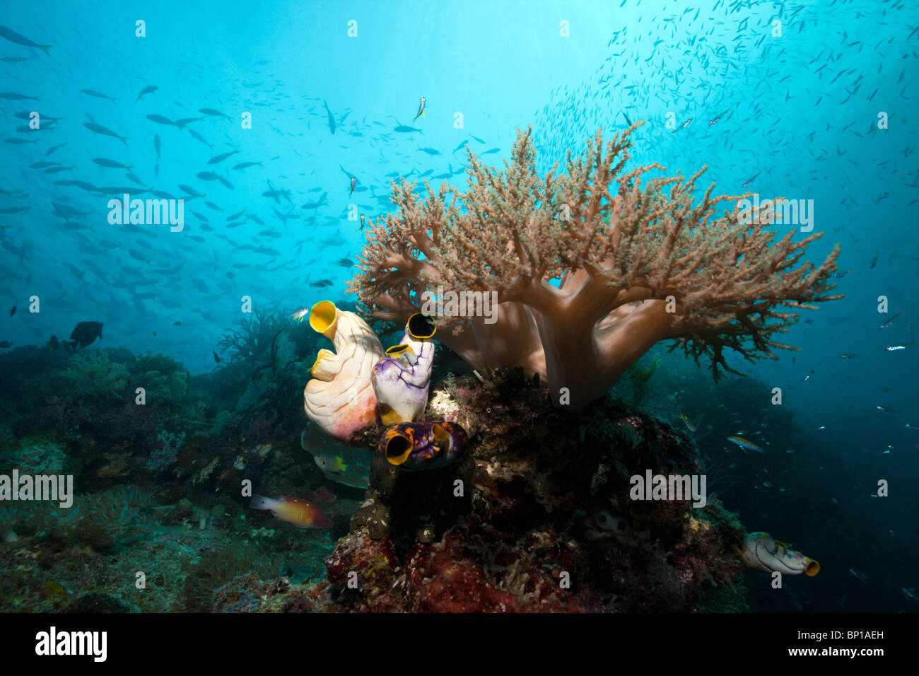 Broccoli Coral, Litophyton arboreum, Raja Ampat, Indonesia Stock Photo