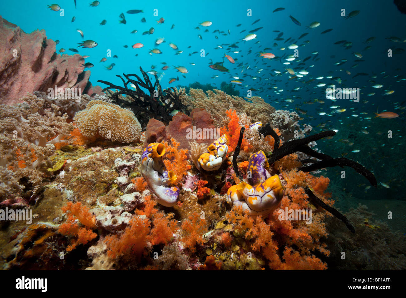 Colorful Coral Reef, Raja Ampat, Indonesia Stock Photo - Alamy