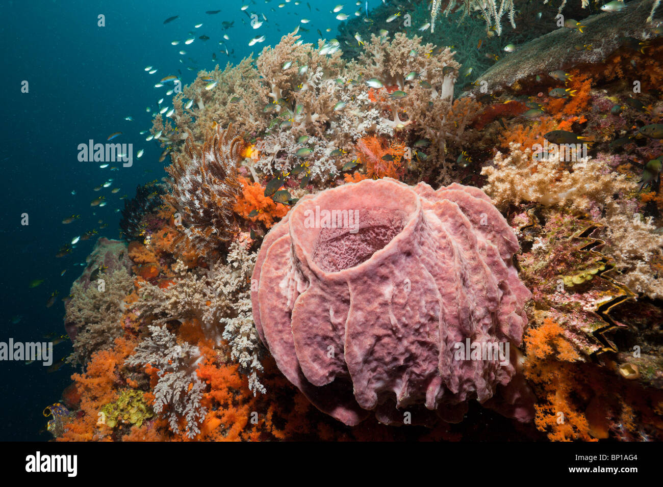 Colorful Coral Reef, Raja Ampat, Indonesia Stock Photo