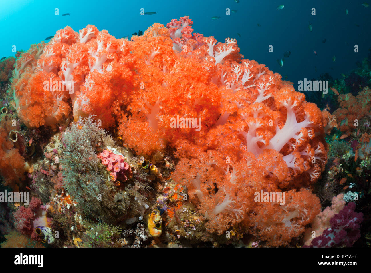 Orange Soft Coral at Coral Reef, Dendronephthya sp., Raja Ampat, Indonesia Stock Photo