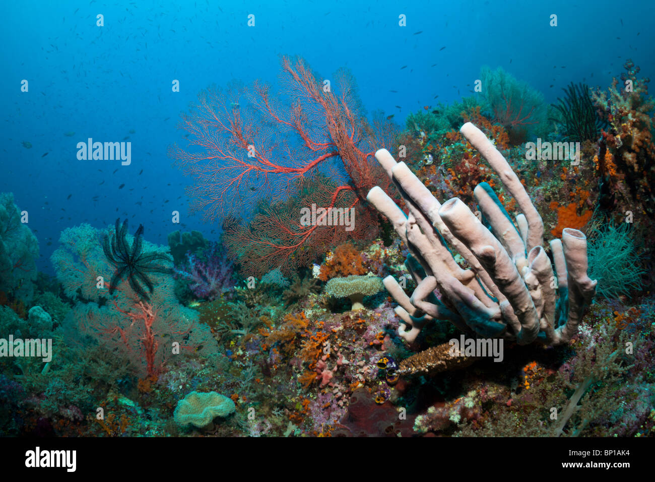 Colorful Coral Reef, Raja Ampat, Indonesia Stock Photo