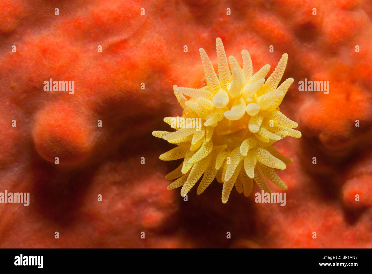 Sunset Cup Coral on red Sponge, Leptopsammia pruvoti, Cap de Creus, Costa Brava, Spain Stock Photo