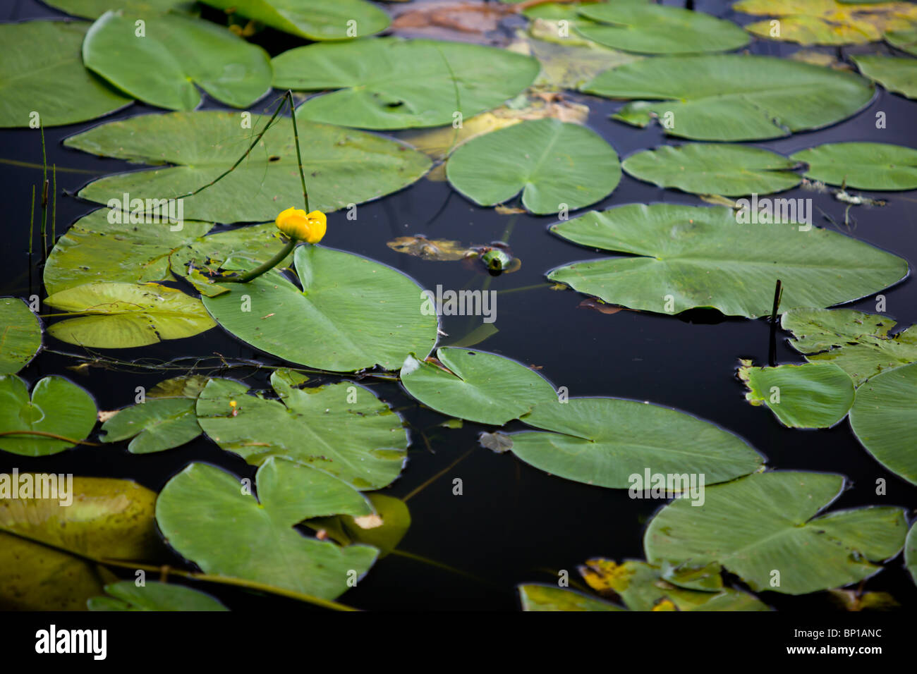 Water lily's floating on an ornamental pool on the Bowhill Estate Stock Photo