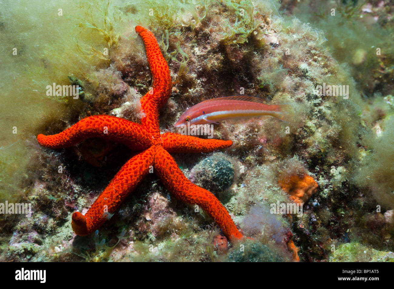 Rainbow Wrasse and Common Starfish, Coris julis, Echinaster sepositus, Cap de Creus, Costa Brava, Spain Stock Photo