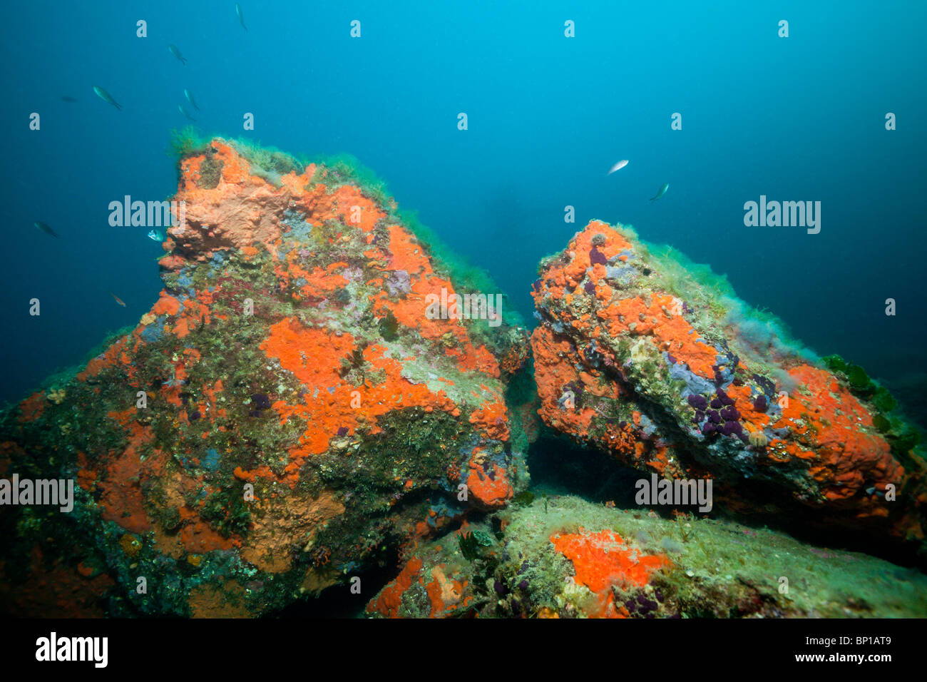 Rocks coverd with Encrusting Sponge, Spirastrella cunctatrix, Cap de Creus, Costa Brava, Spain Stock Photo