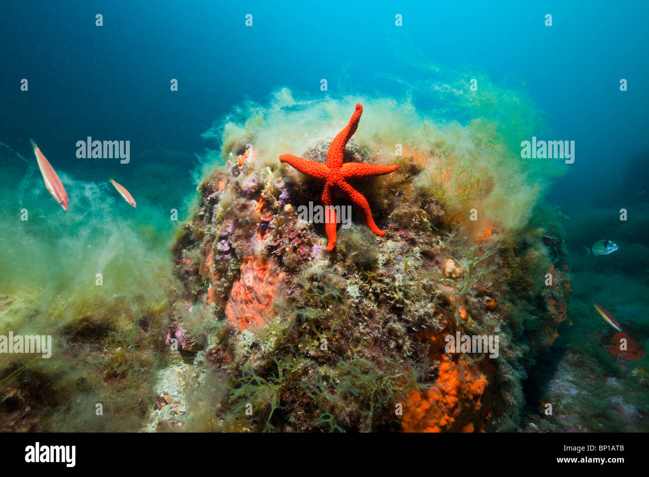 Common Starfish on Reef, Echinaster sepositus, Cap de Creus, Costa Brava, Spain Stock Photo