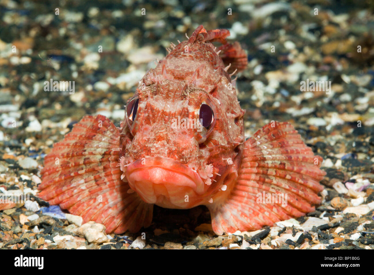 Small Red Rockfish, Scorpaena notata, Cap de Creus, Costa Brava, Spain Stock Photo