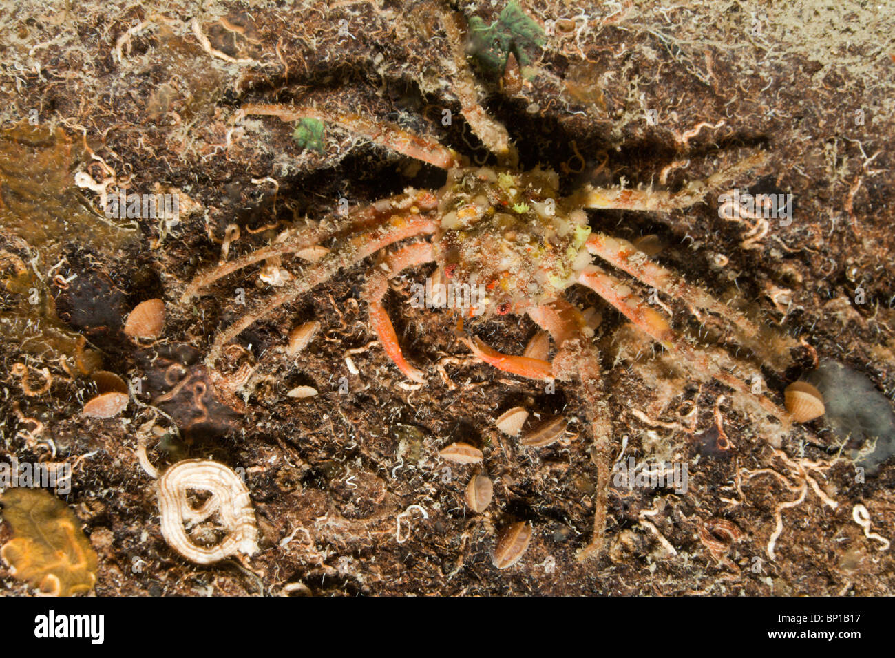 Majoid Crab well camouflaged, Herbstia condyliata, Cap de Creus, Costa Brava, Spain Stock Photo