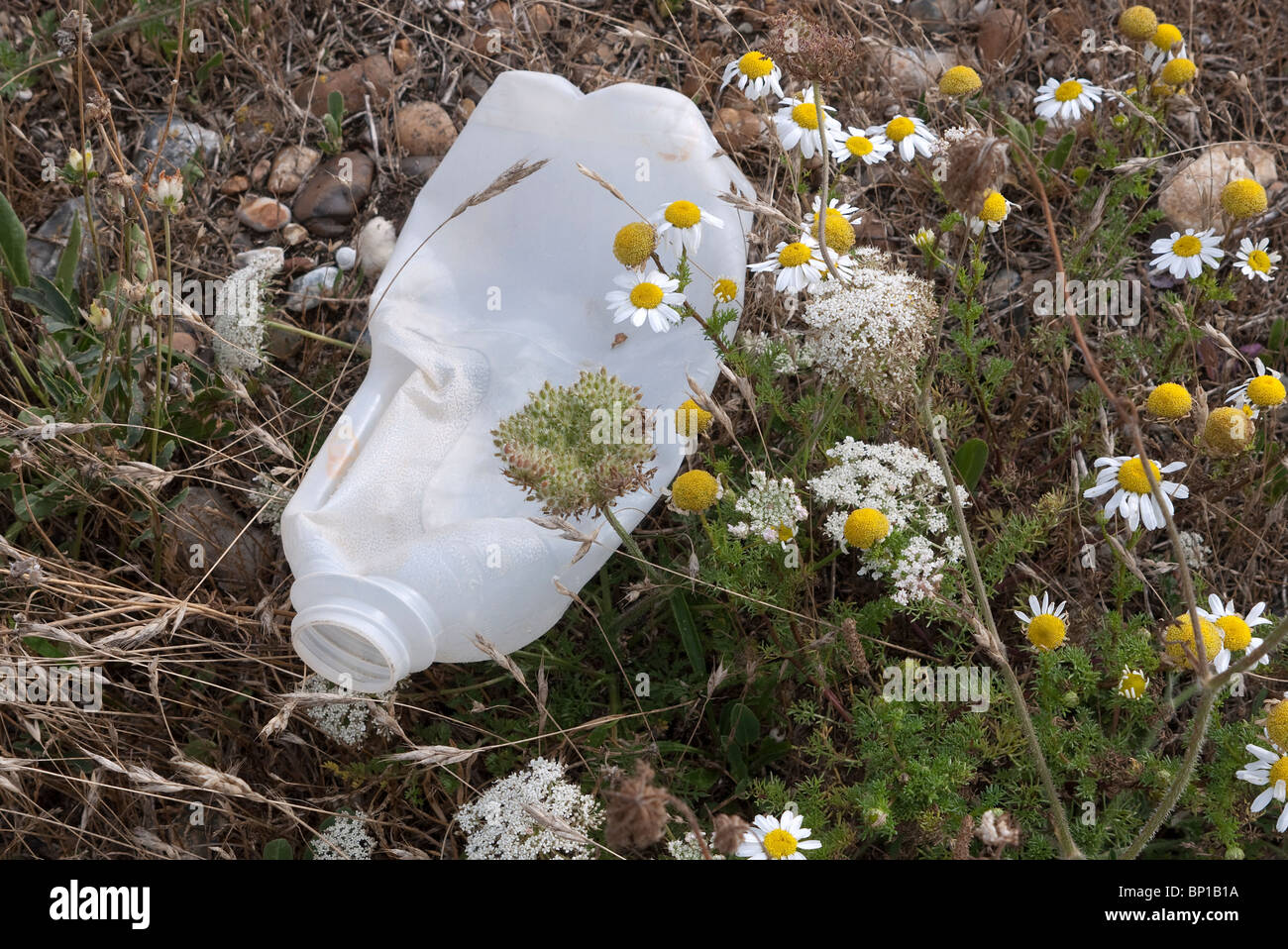 Plastic Milk bottle discarded on an English country footpath Stock Photo