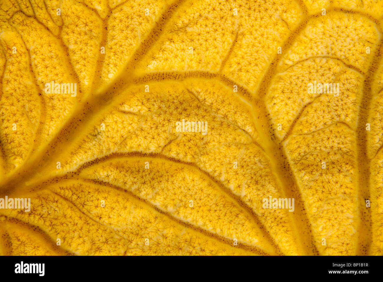 Detail of Encrusting Sponge, Spirastrella cunctatrix, Cap de Creus, Costa Brava, Spain Stock Photo