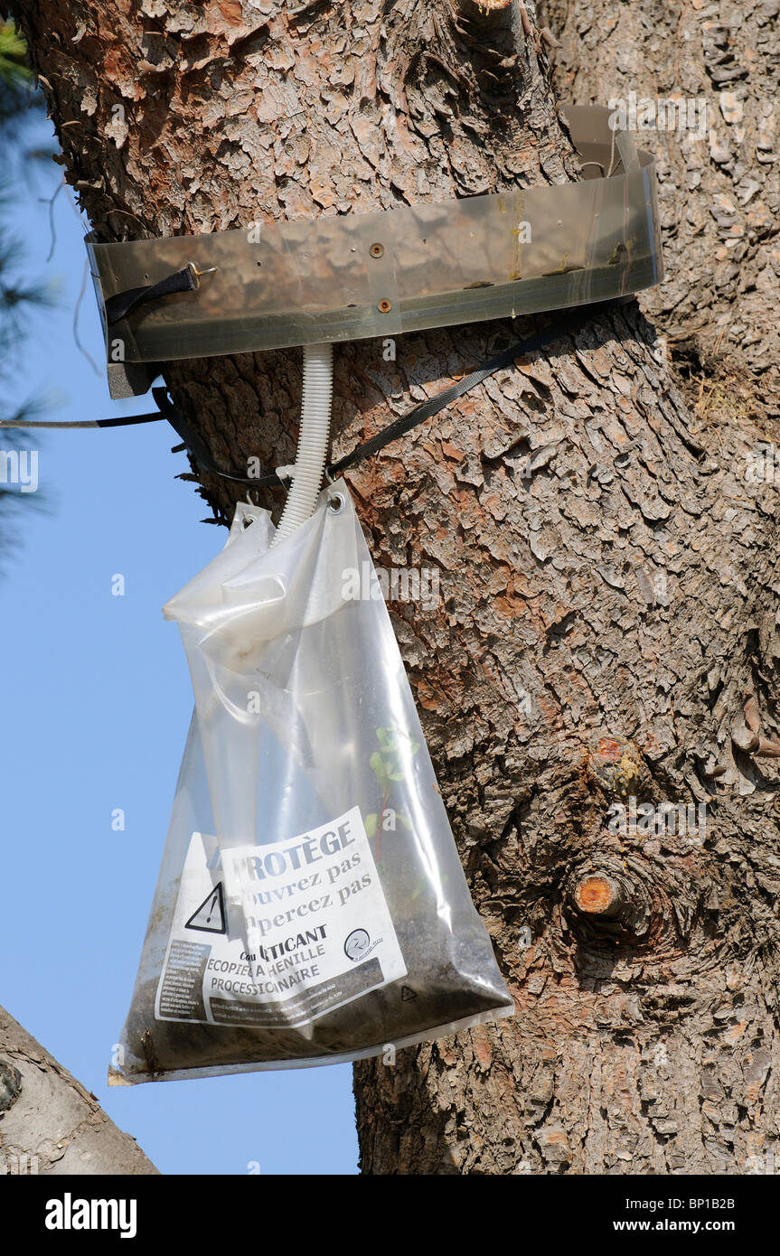 Resin Tree Stock Photos & Resin Tree Stock Images Alamy