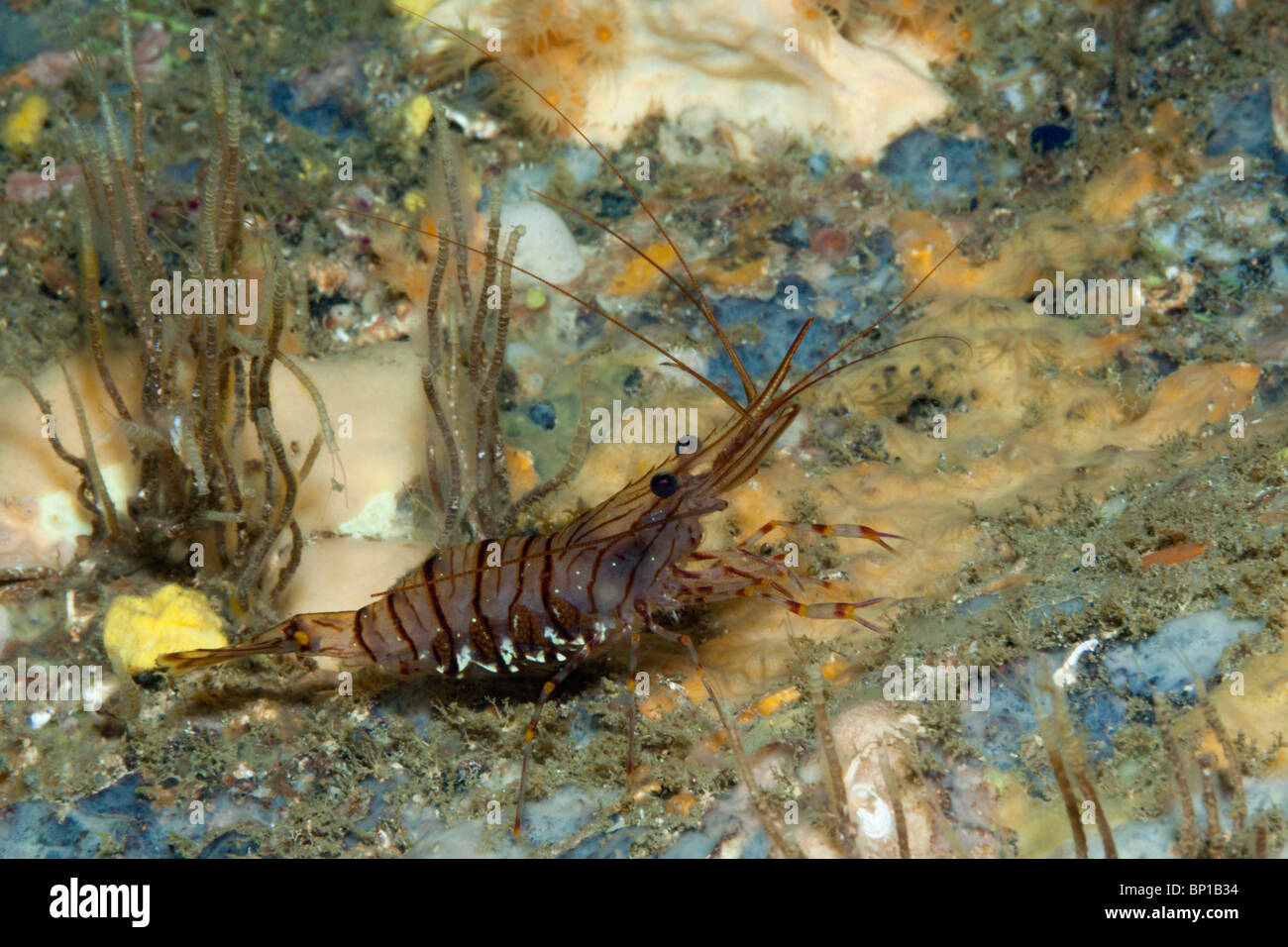 Rock Shrimp, Palaemon elegans, Cap de Creus, Costa Brava, Spain Stock Photo