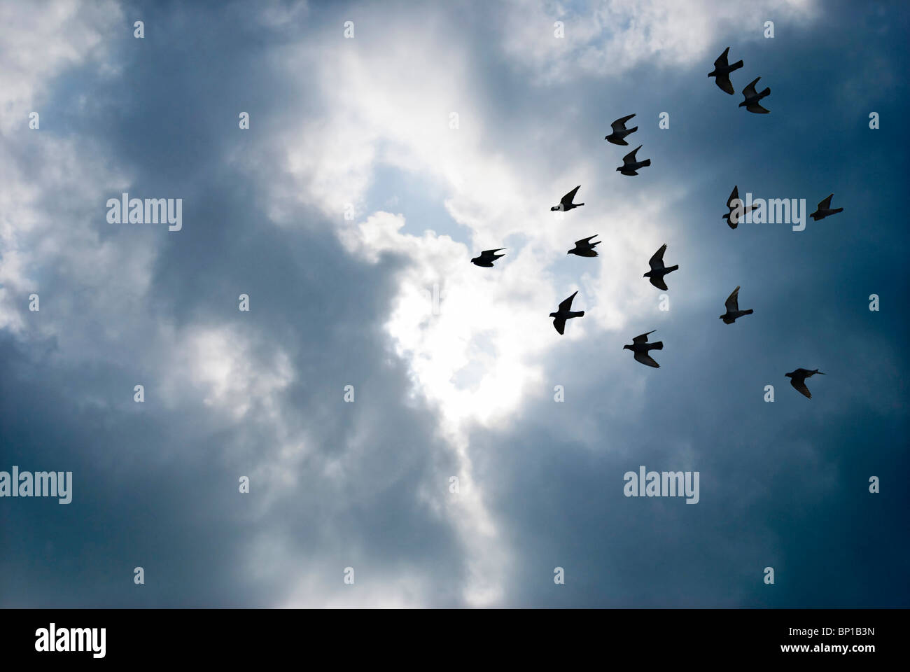 Birds flying breakthrough gray clouds Concept of fly overcome. Stock Photo