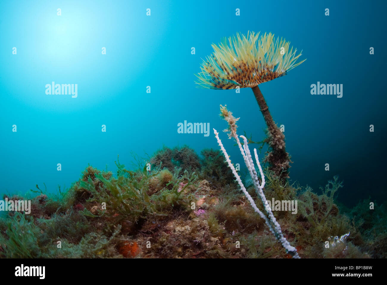 Spirographe (Spirographis spallanzani), Mediterranean sea – Toucan's photos