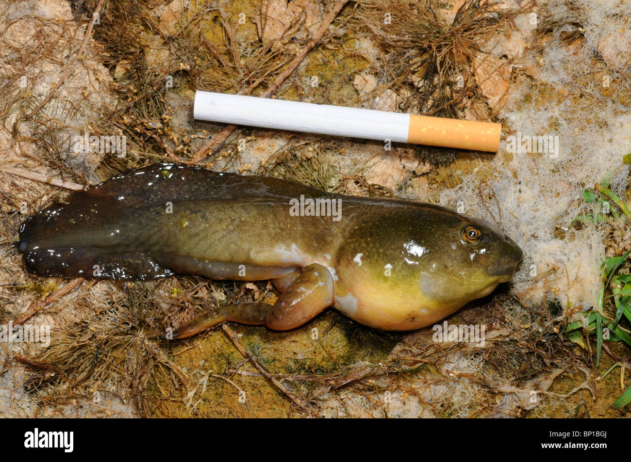 bullfrog, American bullfrog (Lithobates catesbeianus, Rana catesbeiana), tadpole, comparison with a cigarette, Greece, Creta Stock Photo