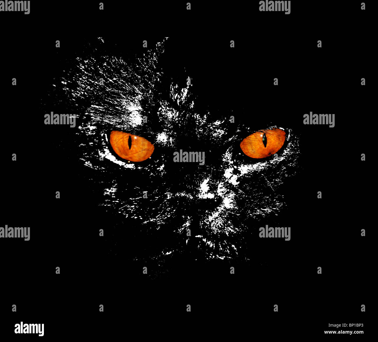 Vivid serious cat's eyes stare at something with black background. Stock Photo