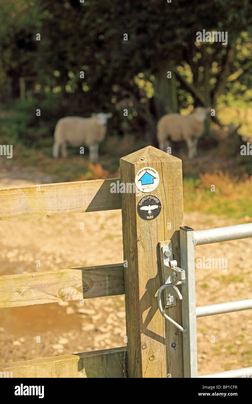 A sign for The Shropshire Way on a gate post with sheep under the trees behind Stock Photo
