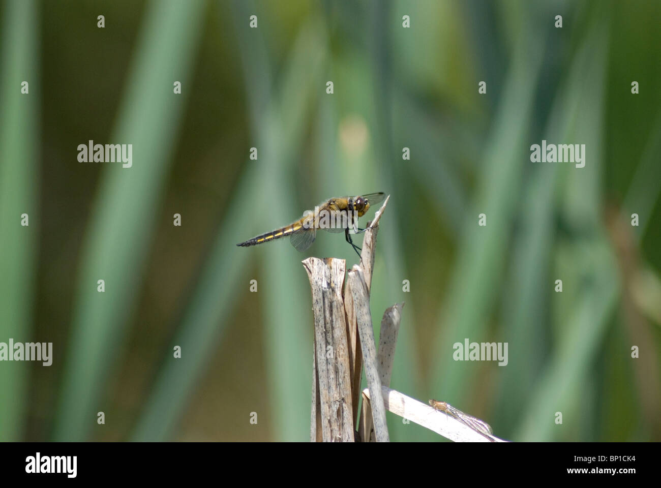 Four spotted chaser dragonfly Stock Photo