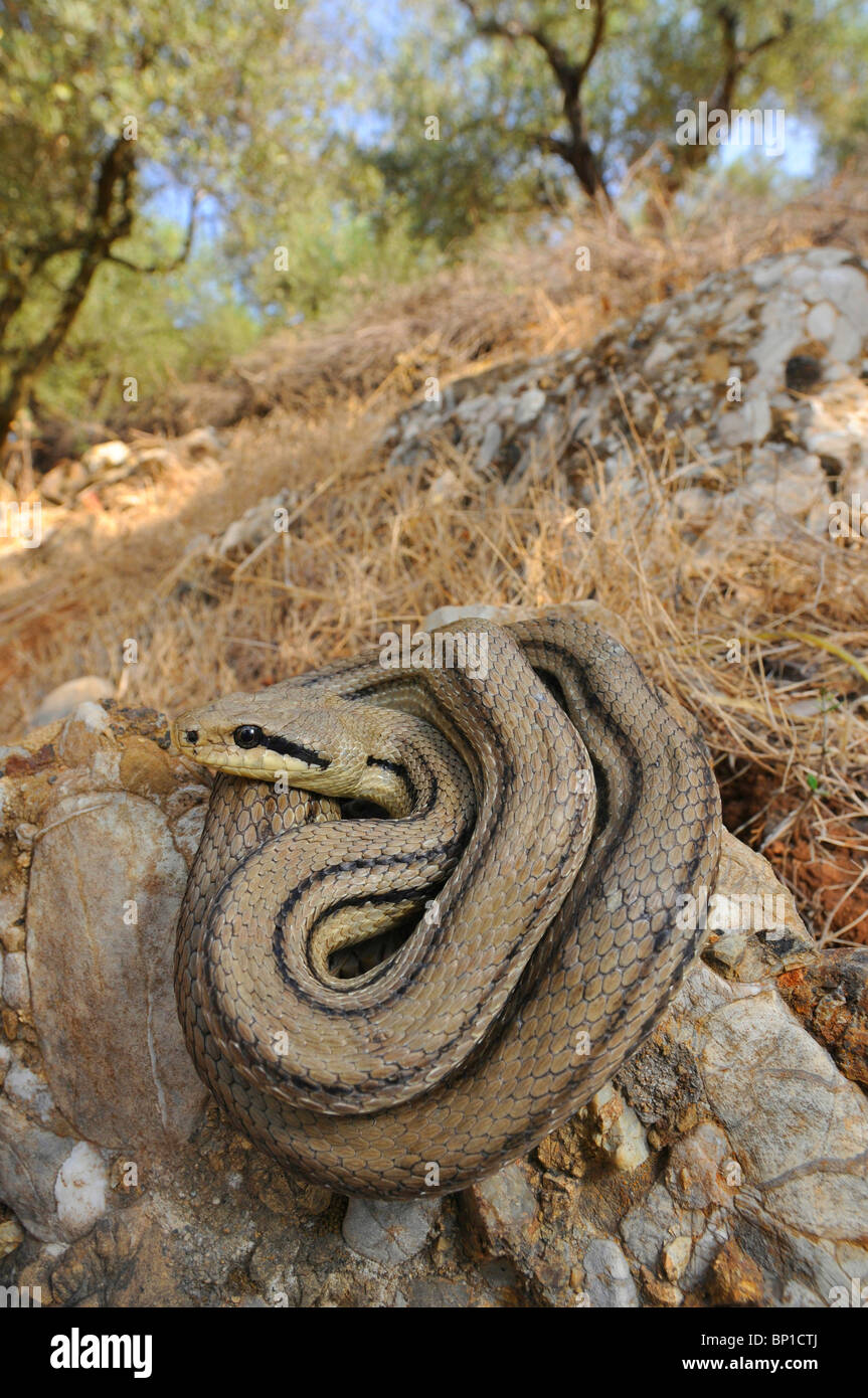 four-lined snake, yellow rat snake (Elaphe quatuorlineata), individual in an olive grove, Greece, Peloponnes, Messinien Stock Photo