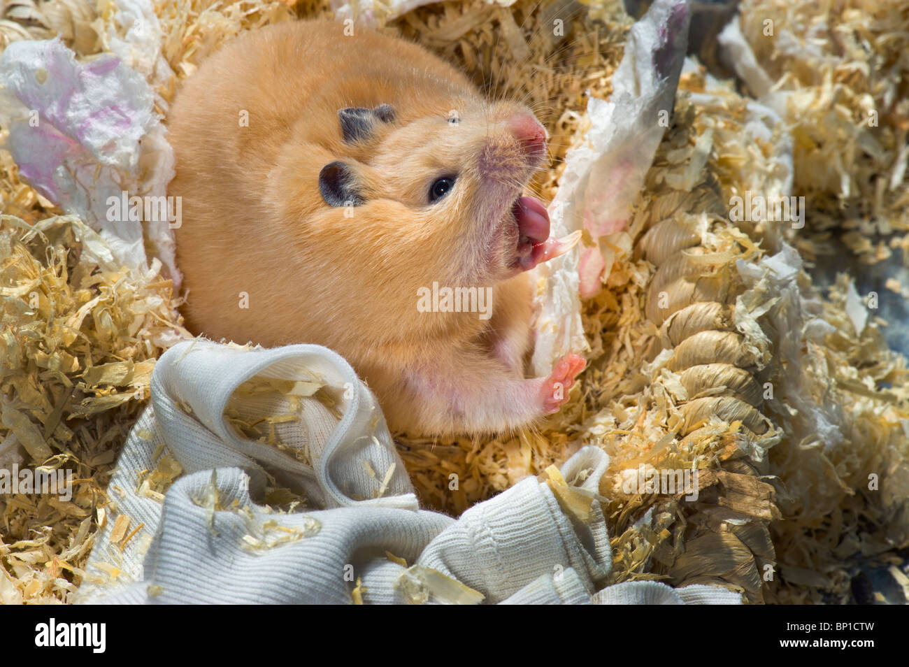 gape gaping yawn yawning cream colored hamster sit sitting up upright
