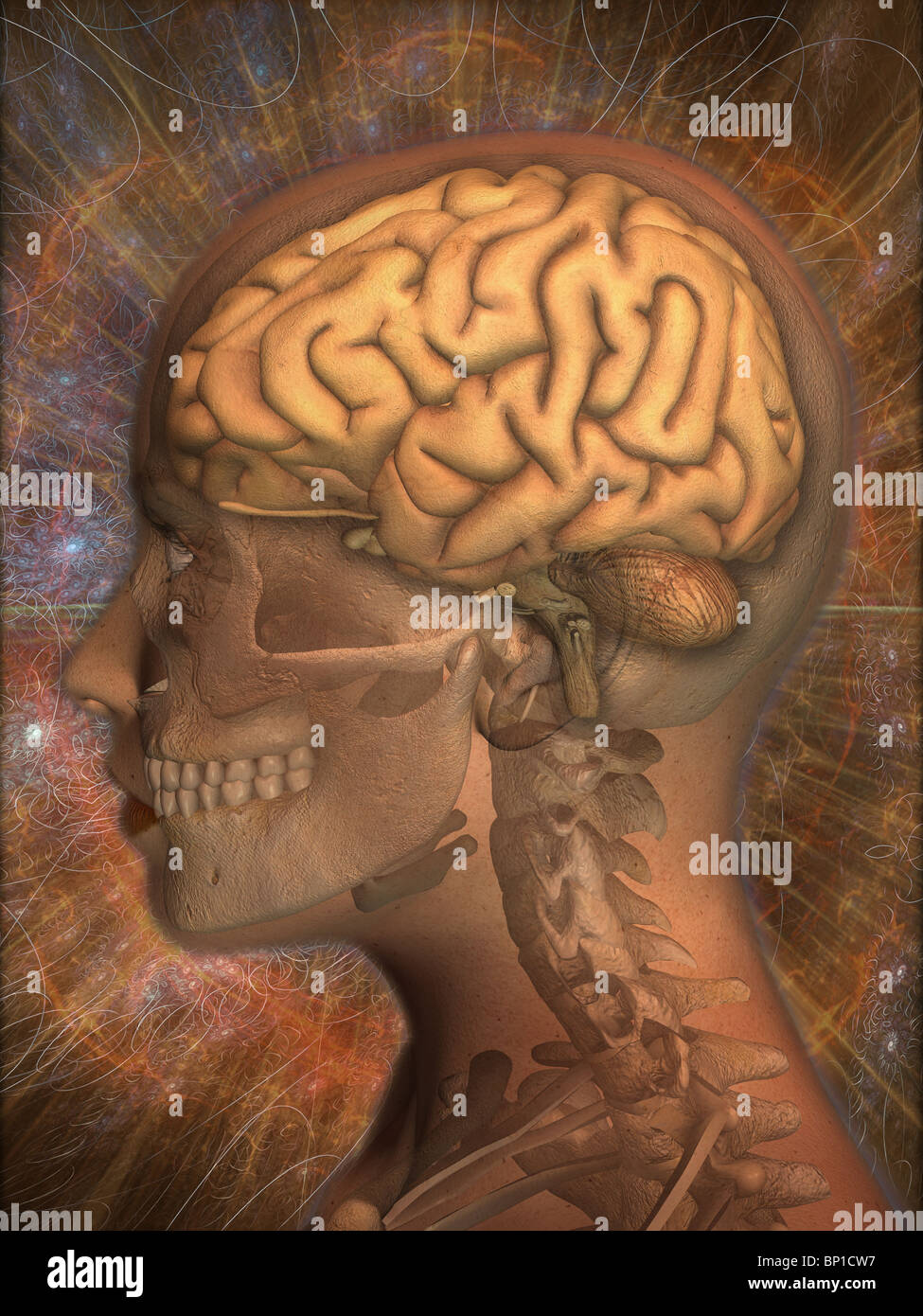 3D computer rendering of the human brain superimposed over the head of ...