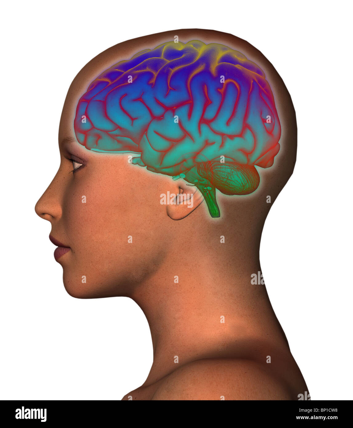 3D computer rendering of the human brain superimposed over the head of a woman Stock Photo